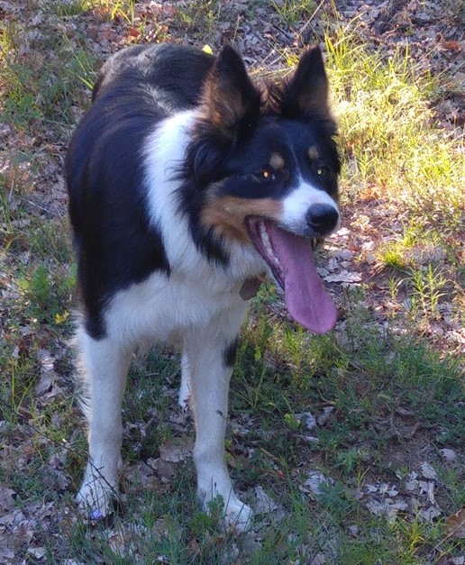 LILI - Border collie tricolore