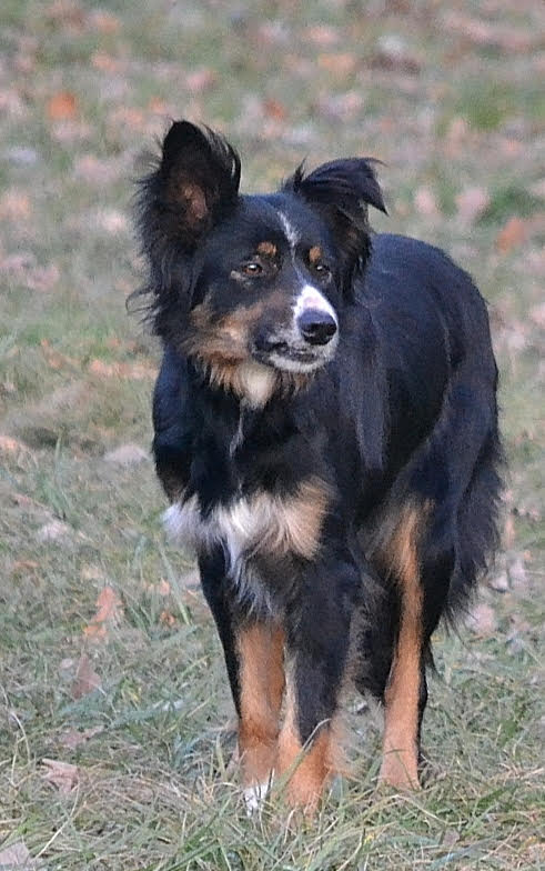 Dans les pedigrees de nos chiots : LZA (retraitée) - Border collie tricolore
