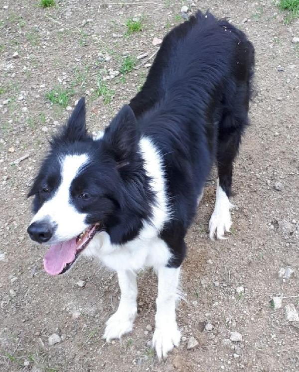 Dans les pedigrees de nos chiots : MILA du Mont Kerchouan - Border collie noire et blanche