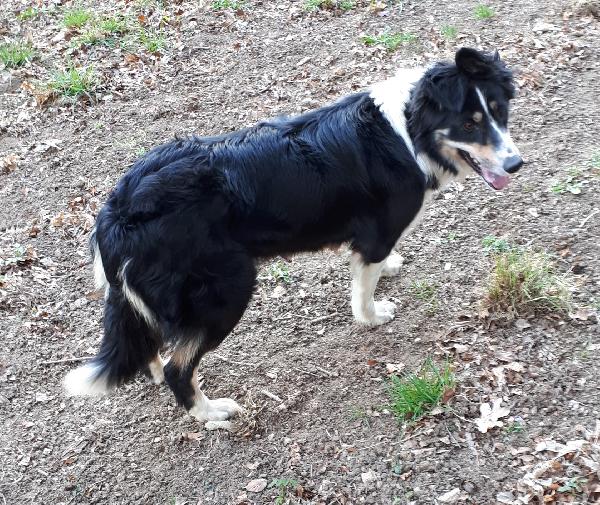 ORKIDEE du Mont Kerchouan - Border collie tricolore
