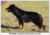 Dans les pedigrees de nos chiots :     BE WINNER (2006-2020) - Champion de France inter races ovins 2013