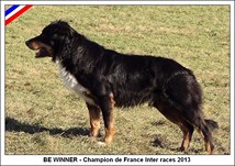 Dans les pedigrees de nos chiots : BE WINNER (2006-2020) - Champion de France inter races ovins 2013