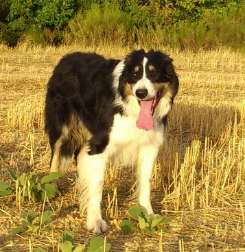 Dans les pedigrees de nos chiots : ENKORE (2009-2022) - Border Collie - Champion de France inter races 2016 et 2017