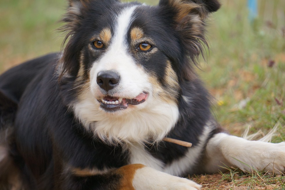 Dans les pedigrees de nos chiots : HELLO - Border Collie tricolore (retraitée)
