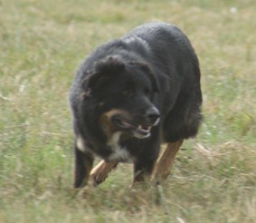 JOCK - Border Collie - Vice Champion d'Europe sur bovins - 3e Championnat de France inter races 2018
