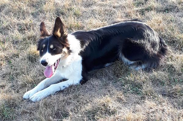 OKAMI du Mont Kerchouan - Border collie tricolore