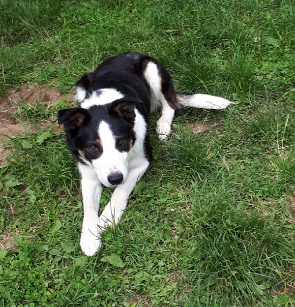 OTCHI du Mont Kerchouan - Border collie - Mâle disponible pour saillie