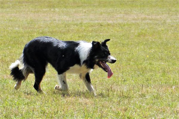 OUEST KERN du Mont Kerchouan - Border collie - Mâle disponible pour saillie