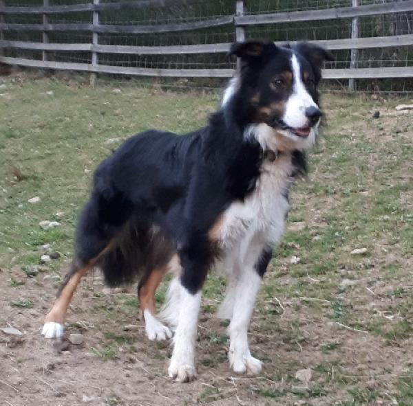 BEACONS PITT - Border collie ISDS et LOF- Mâle disponible pour saillie