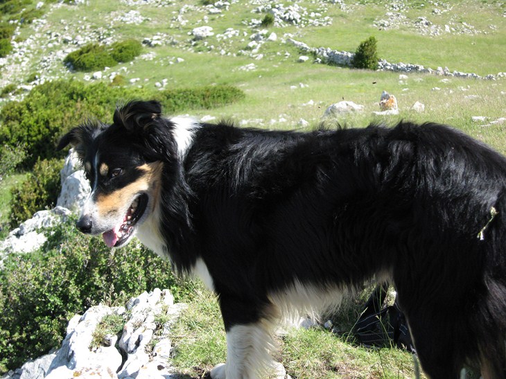 Dans les pedigrees de nos chiots : SHARK - Border Collie (2001-2014) - Vice-Champion de France sur ovins et bovins - 3e au Cham