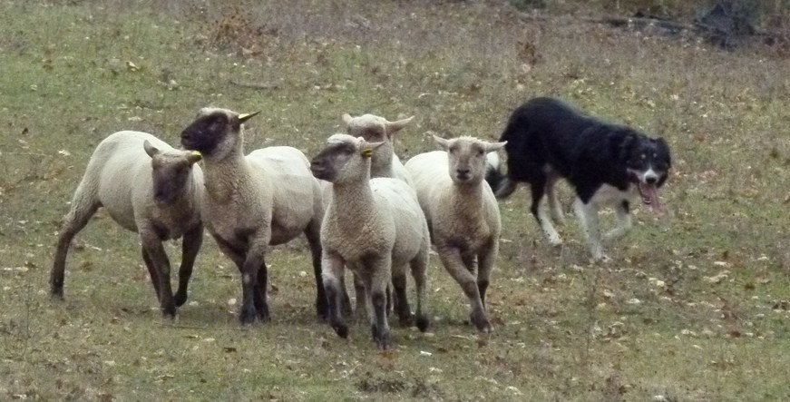 L'évolution des chiots Borders Collies de l'élevage du Mont Kerchouan